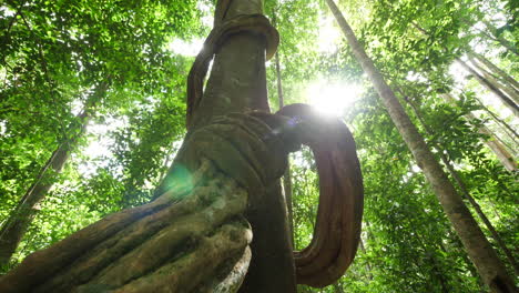 Wunderschöne-Zeitlupenaufnahme-Einer-Liane-Um-Einen-Baum-Im-Amazonaswald.-GUI